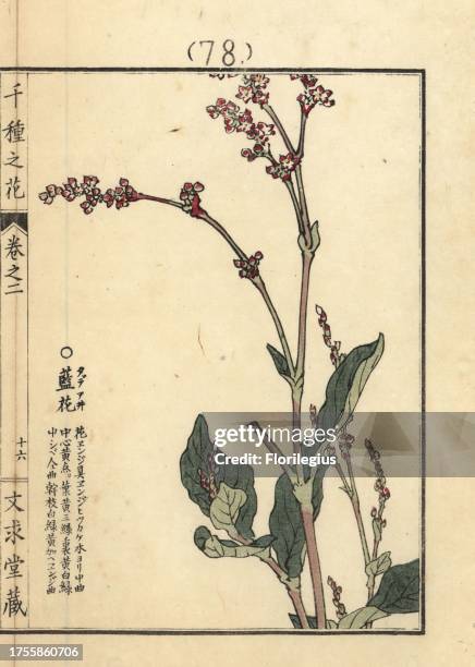 Tadeai or dyer's knotweed, Persicaria tinctoria. Handcoloured woodblock print by Kono Bairei from Senshu no Hana , Bunkyudo, Kyoto, 1900.