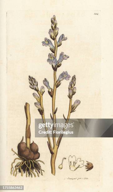 Branched broomrape, Orobanche ramosa. Handcoloured copperplate engraving by James Sowerby from James Smith's English Botany, London, 1794.