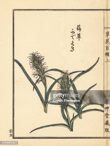 Fudekusa or Japanese sedge, Carex kobomugi. Handcoloured woodblock print by Kono Bairei from Kusa Bana Hyakushu , Tokyo, Yamada, 1901.
