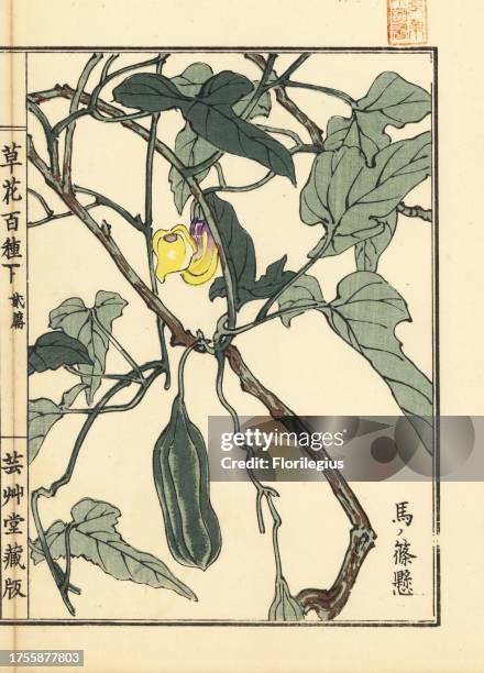 Uma no suzukuke or Ma Dou Ling dutchman's pipe, Aristolochia debilis. Handcoloured woodblock print by Kono Bairei from Kusa Bana Hyakushu , Tokyo,...