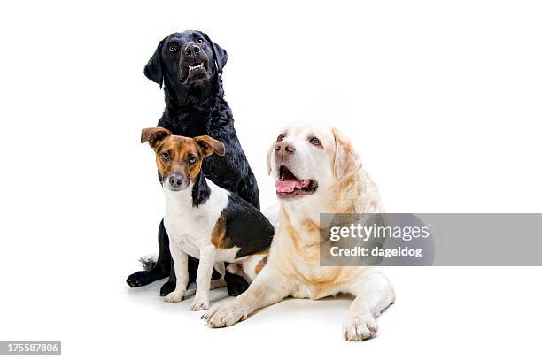 old friends together - three animals stock pictures, royalty-free photos & images