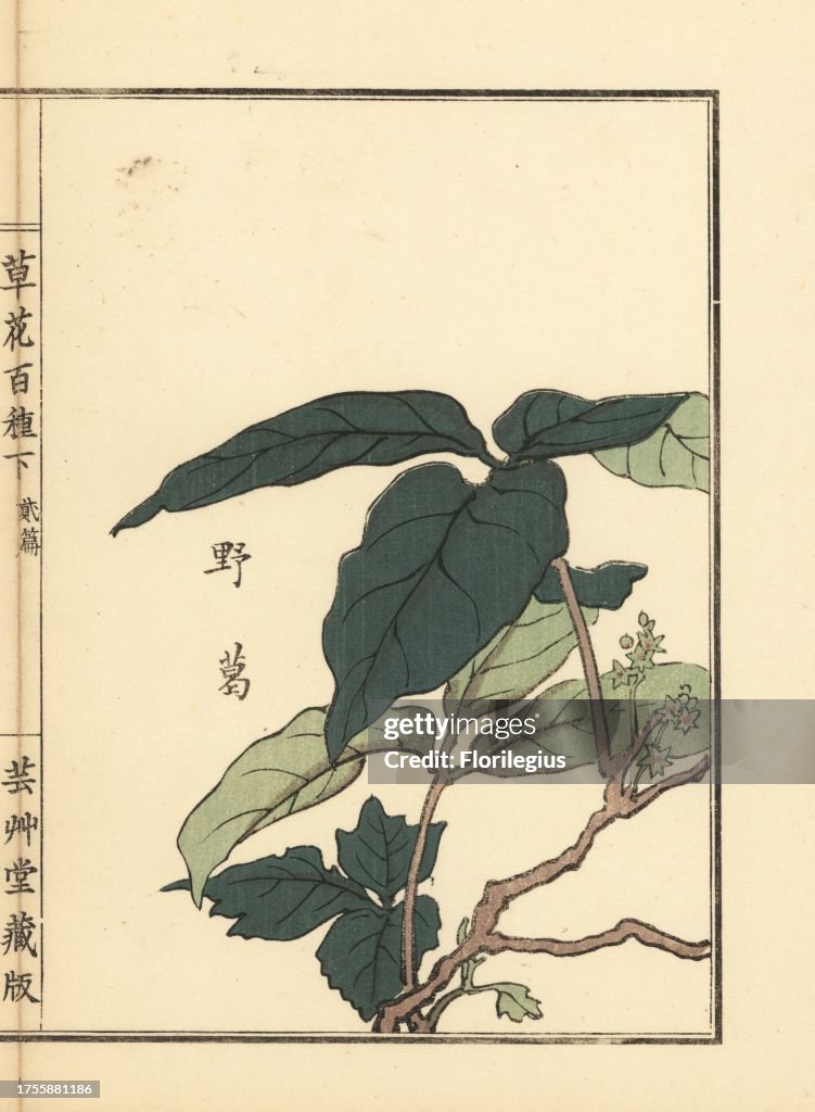Yakuzu or kudzu