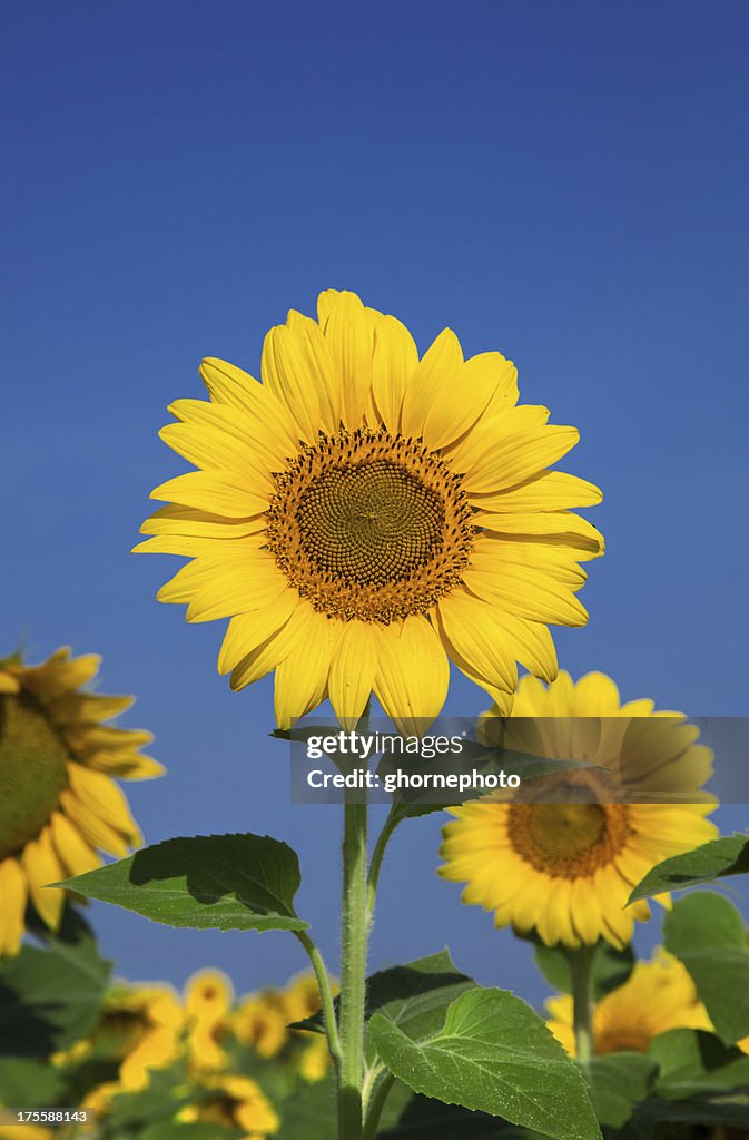 Sunflower field