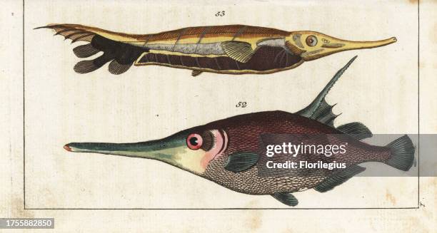 Snipefish, Macroramphosus scolopax 52 and grooved razorfish, Centriscus scutatus 53. Handcolored copperplate engraving from Gottlieb Tobias Wilhelm's...