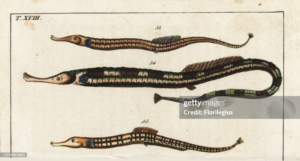 Greater pipefish and Sargassum pipefish