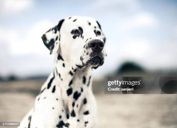 dog portrait - dalmatian dog stock pictures, royalty-free photos & images