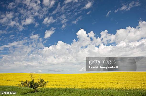 canola field - edmonton fotografías e imágenes de stock