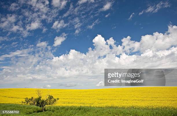 canola field - edmonton stock pictures, royalty-free photos & images