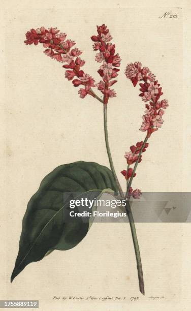 Prince's feather, Persicaria orientalis . Handcoloured copperplate engraving by Sansom from William Curtis' Botanical Magazine, London, 1792.