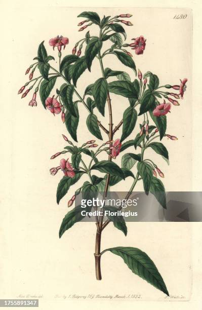 Rod-branched fuchsia, Fuchsia bacillaris. Natural hybrid between Fuchsia microphylla subsp. Microphylla and Fuchsia thymifolia subsp. Thymifolia....