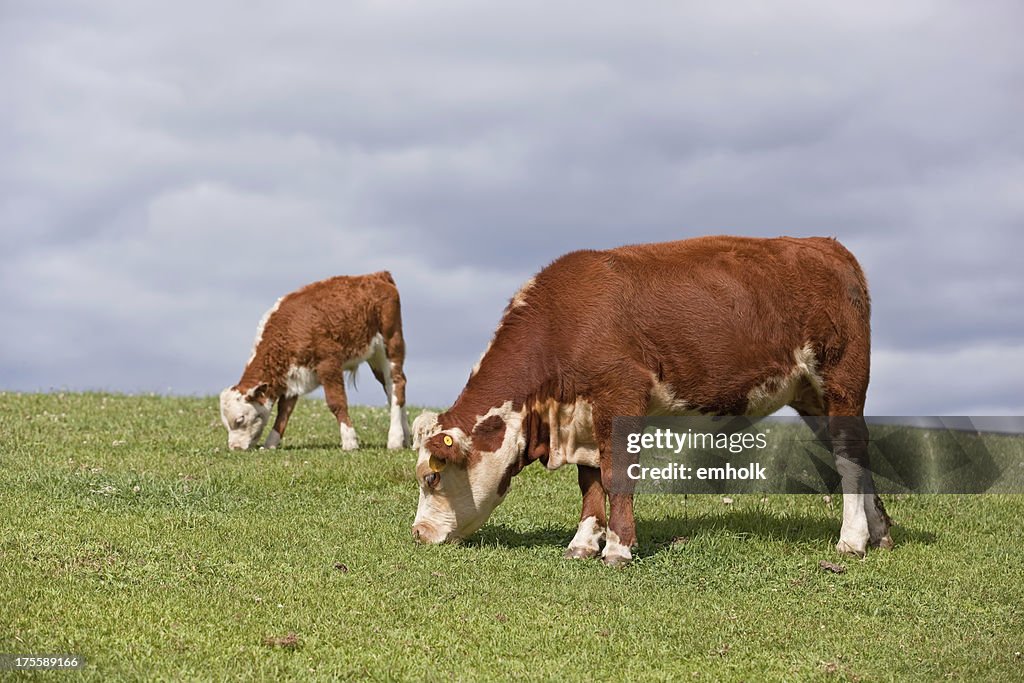 Hereford vacas (puerco Hill