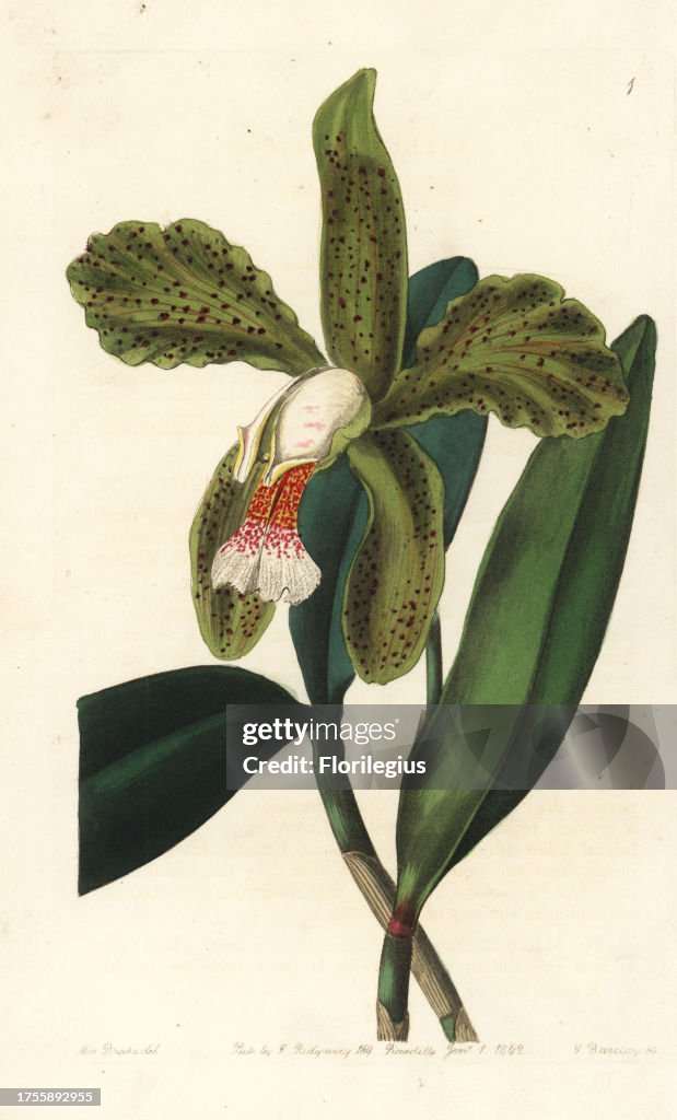 Rough-lipped cattleya, Cattleya granulosa