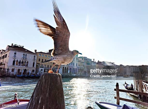 seagull on canal venice, italy - posteriori stock pictures, royalty-free photos & images