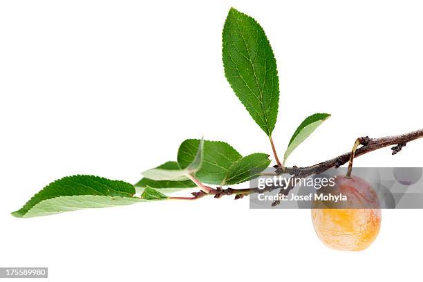 mirabelle plum on branch - mirabellen stockfoto's en -beelden