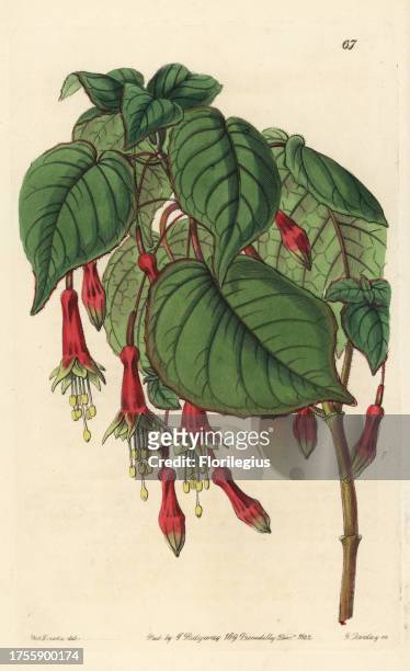 Chili pepper fuchsia or splendid fuchsia, Fuchsia splendens. Handcoloured copperplate engraving by George Barclay after an illustration by Miss Sarah...