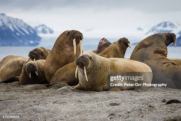 bull walrus group - pinnipedia stock pictures, royalty-free photos & images
