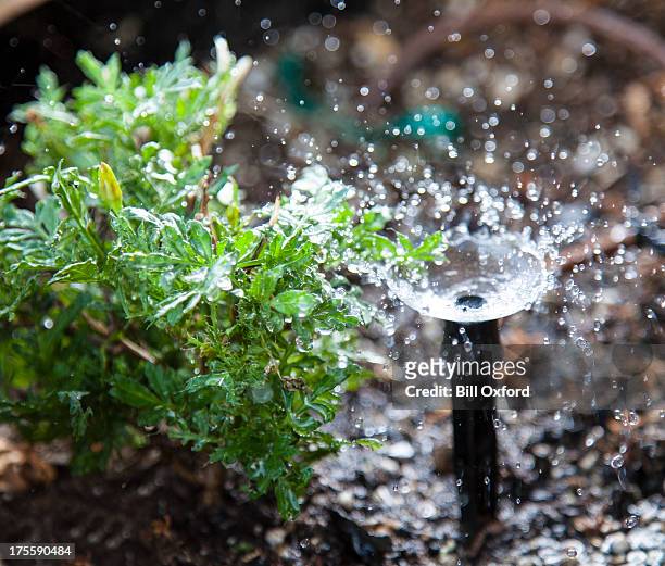 garden irrigation - agricultural sprinkler stock pictures, royalty-free photos & images