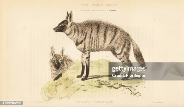 Aardwolf, Proteles cristata . Handcoloured copperplate engraving by Thomas Landseer after an illustration by Charles Hamilton Smith from Edward...