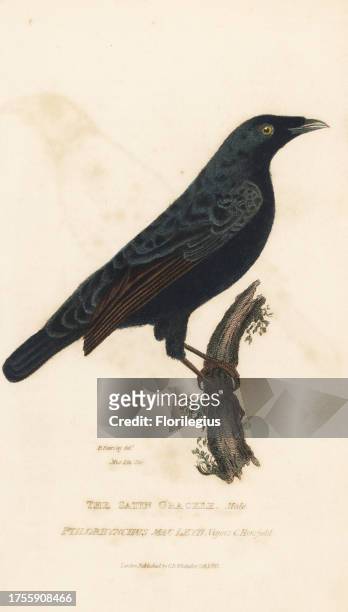 Satin bowerbird, male, Ptilonorhynchus violaceus . Handcoloured engraving after an illustration by H. Kearsley from a specimen in the Linnean Society...