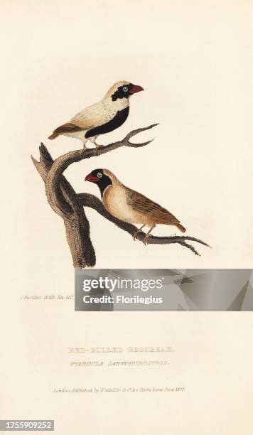 Red-billed quelea, Quelea quelea . Black bellied variety. Handcoloured engraving after an illustration by Charles Hamilton Smith from Edward...