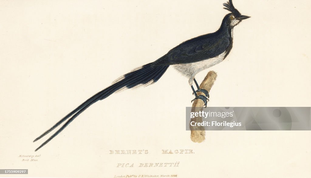 Black-throated magpie-jay, Calocitta colliei