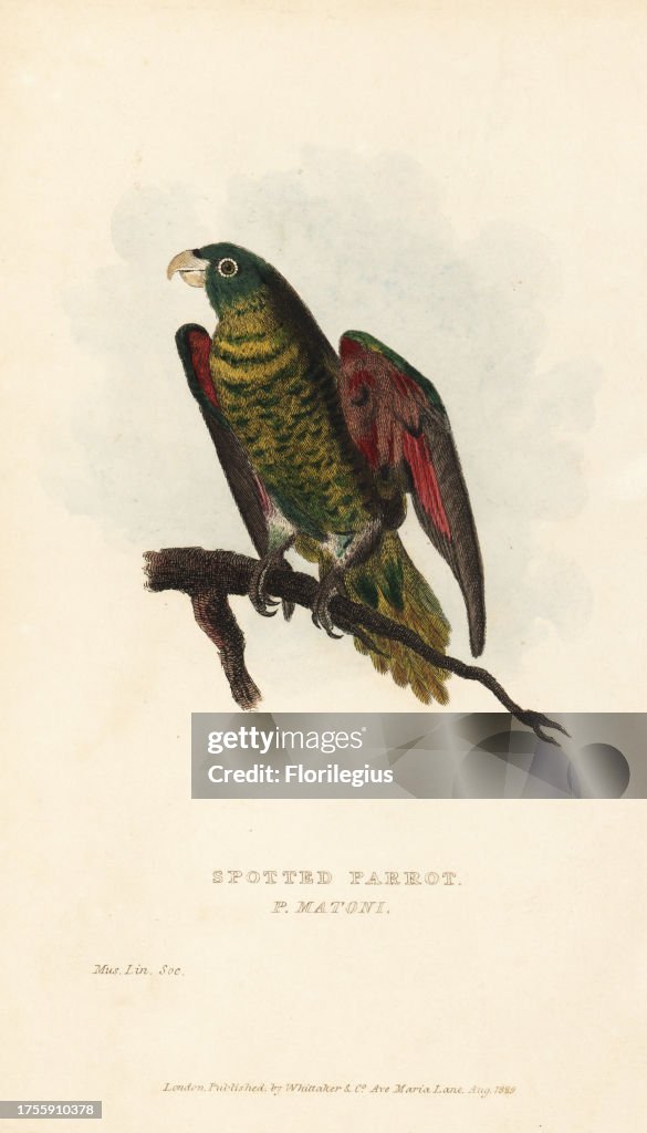 Scaly-breasted lorikeet, Trichoglossus chlorolepidotus