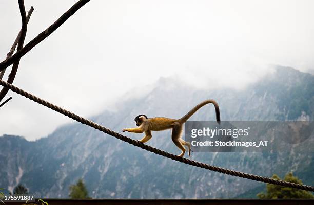 ape on a rope - monkey stockfoto's en -beelden
