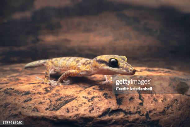 wild inland marbled gecko (oedura cincta) walking across a rocky ledge at night, central australia, australia - australian gecko stock pictures, royalty-free photos & images