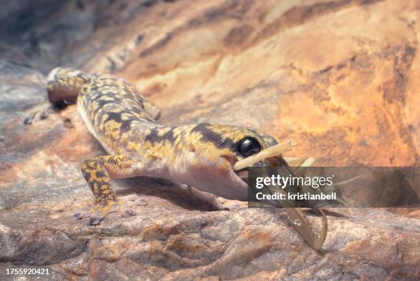 wild inland marbled velvet gecko (oedura cincta) eating a mantis insect on a rock face at night, australia - australian gecko stock pictures, royalty-free photos & images