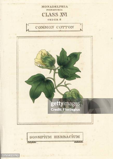 Common cotton, Gossypium herbaceum. Handcoloured copperplate engraving after an illustration by Richard Duppa from his The Classes and Orders of the...