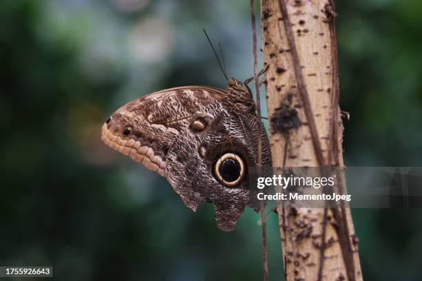 dark owl butterfly in nature, close up, selective focus of brush-footed almond-eyed owl- butterfly, caligo brasiliensis - owl butterfly stock pictures, royalty-free photos & images