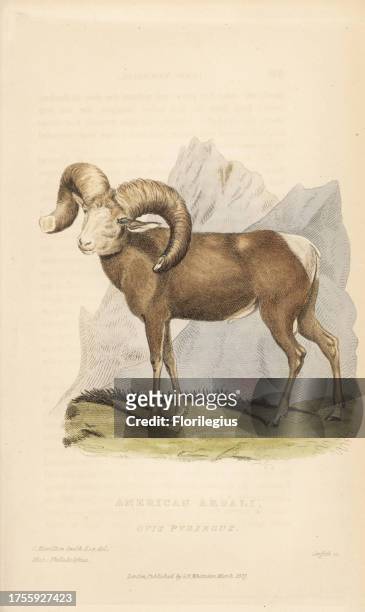 Bighorn sheep, Ovis canadensis . Handcoloured engraving by Griffith, Harriet or Edward, after an illustration by Charles Hamilton Smith of a specimen...