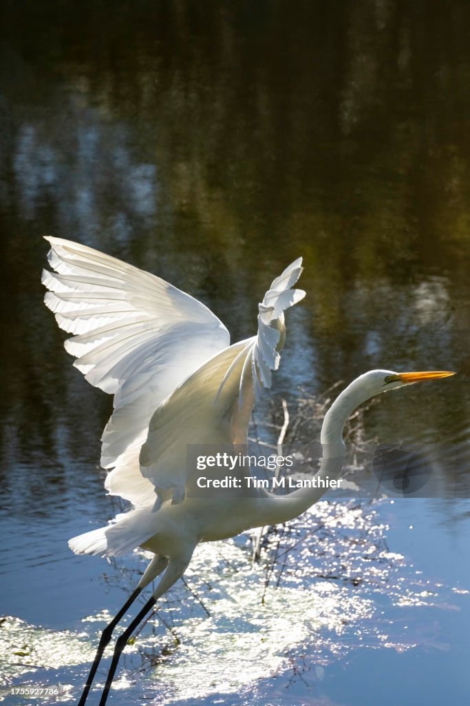 Egret in Florida