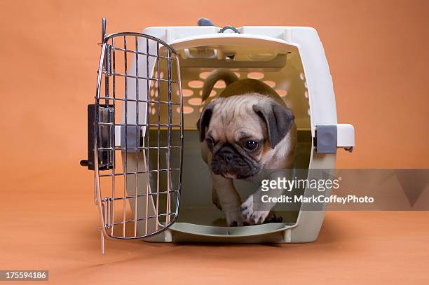 pug dog in a travel crate - crate stock pictures, royalty-free photos & images