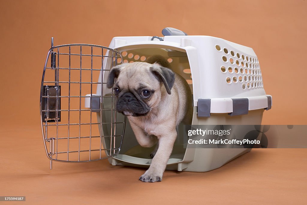 Pug dog leaving a plastic crate