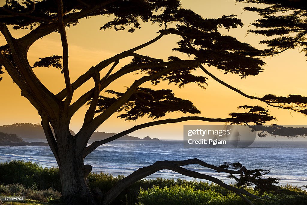 Carmel Beach in Carmel-by-the-Sea