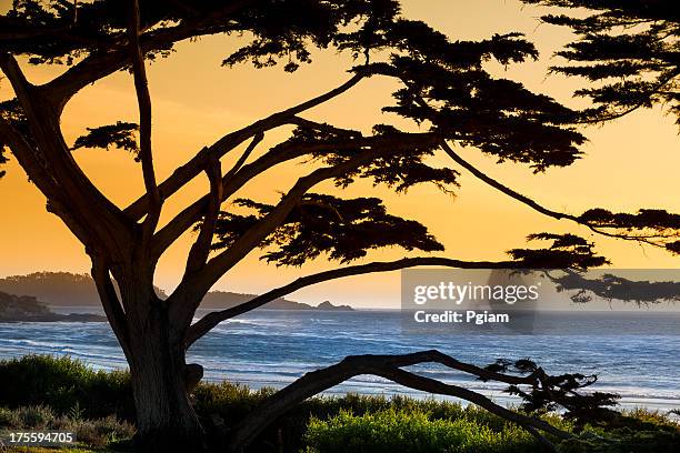 carmel praia em carmel-by-the-sea - cidade de monterey califórnia - fotografias e filmes do acervo