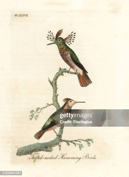 Tufted coquettes, Lophornis ornatus, News Photo