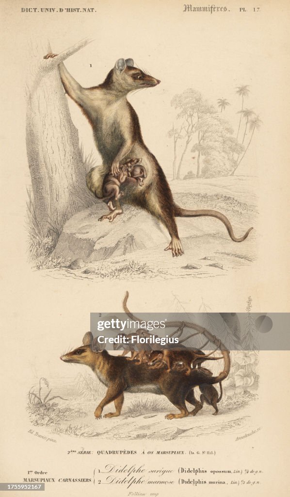 Gray four-eyed opossum and Linnaeus's mouse opossum