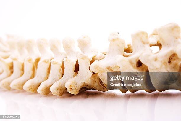 espinal medula - human vertebra - fotografias e filmes do acervo