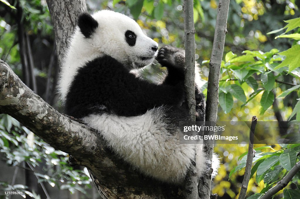 Young Panda In Tree