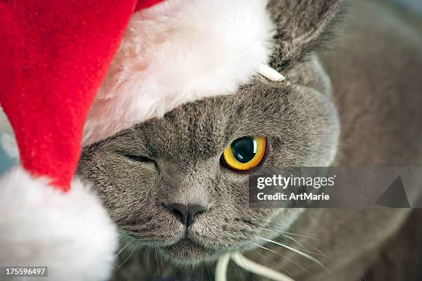 gatto natale - cat with red hat foto e immagini stock