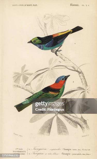 Red-necked tanager, Tangara cyanocephala, and paradise tanager, Tangara chilensis. Handcoloured engraving by Fournier after an illustration by...