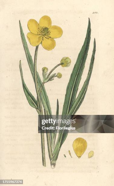 Great spearwort, Ranunculus lingua. Handcoloured copperplate engraving after an illustration by James Sowerby from James Smith's English Botany,...