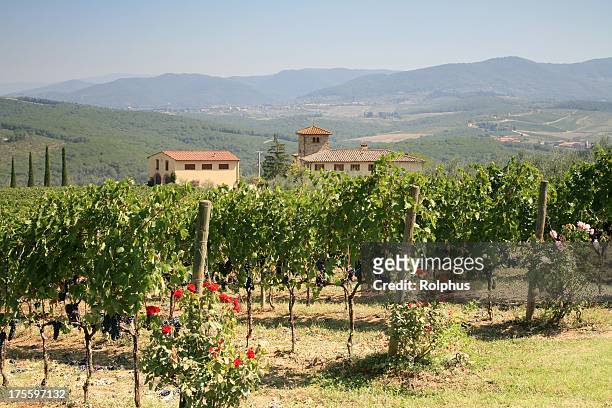vineyard near gabbiano in chianti valley - gabbiano stockfoto's en -beelden