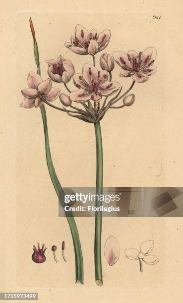 Flowering rush, Butomus umbellatus. Handcoloured copperplate engraving after a drawing by James Sowerby for James Smith's English Botany, 1799.