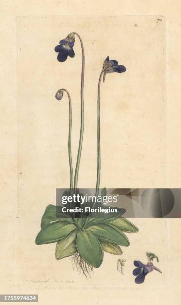 Common butterwort, Pinguicula vulgaris. Handcoloured copperplate engraving after an illustration by James Sowerby from James Smith's English Botany,...