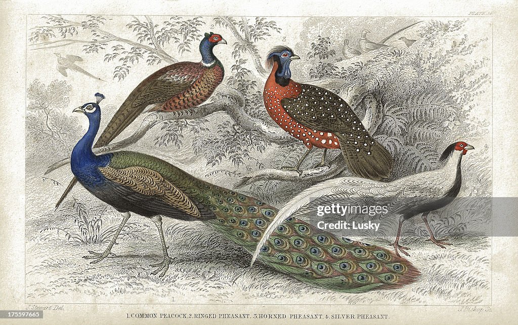 Peacock and Pheasants old 1852 litho print