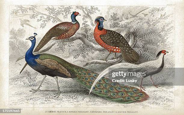 peacock and pheasants old 1852 litho print - tropical bird stock illustrations