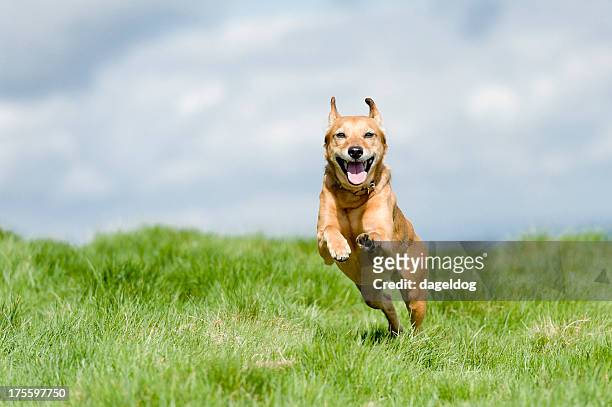 on top of the world! - excited dog stockfoto's en -beelden